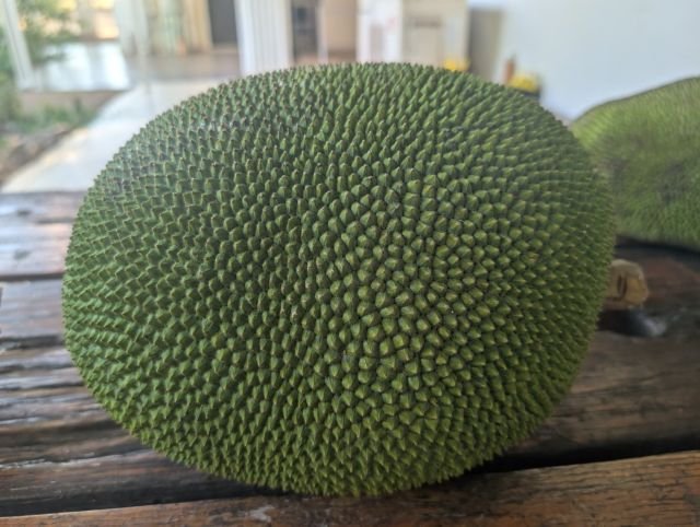 Cempedak